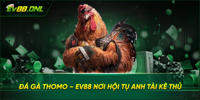 Đá Gà Thomo – EV88 Nơi Hội Tụ Anh Tài Kê Thủ