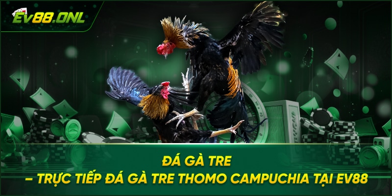 Đá Gà Tre – Trực Tiếp Đá Gà Tre Thomo Campuchia Tại EV88