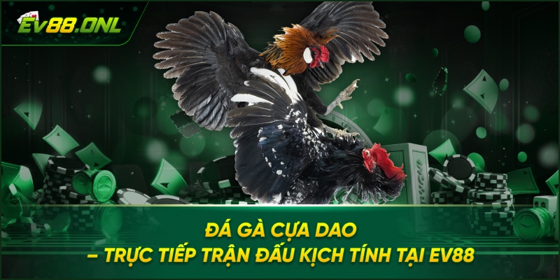 Đá gà Cựa Dao – Trực Tiếp Trận Đấu Kịch Tính Tại EV88